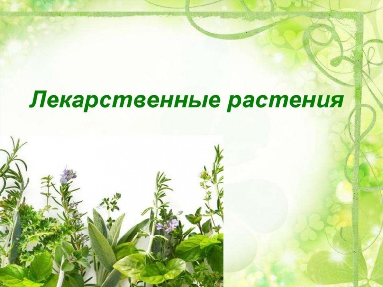 Лекарственные растения для дошкольников