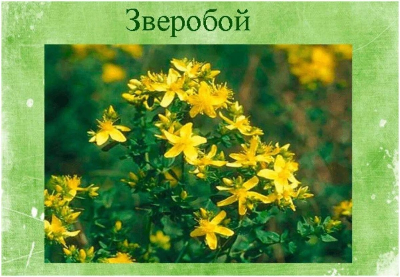 Зверобой продырявленный (обыкновенный)