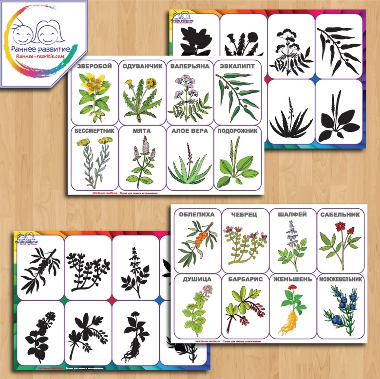 Лото для детей лекарственных растений