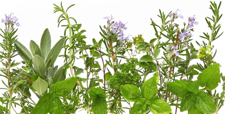 Шалфей базилик чабрец розмарин