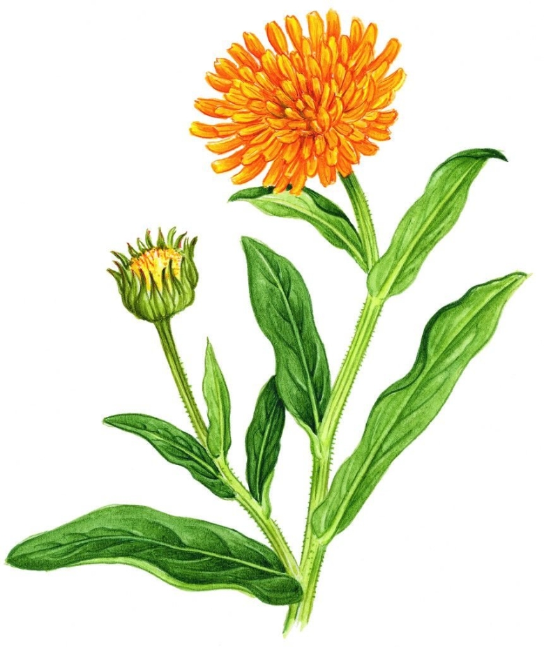 Календула лекарственная ГФ