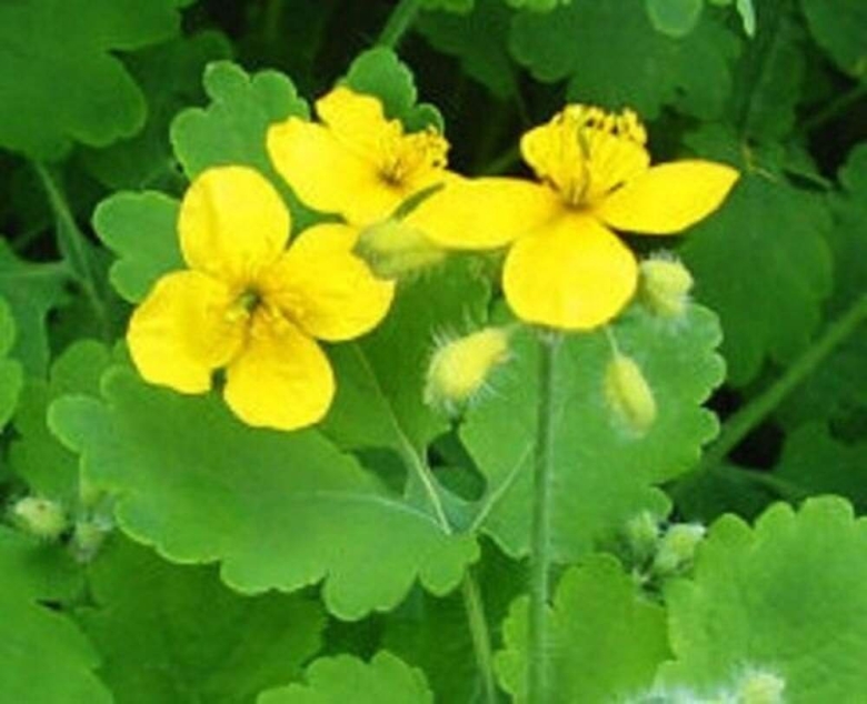 Чистотел лекарственный