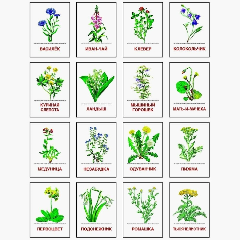 Карточки с растениями для детей в детском саду
