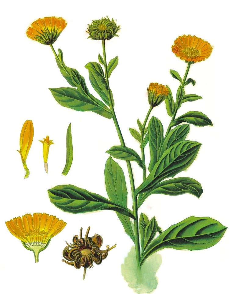 Цветки календулы Фармакогнозия