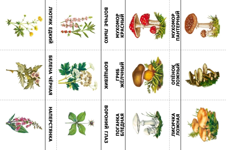 Лекарственные растения карточки