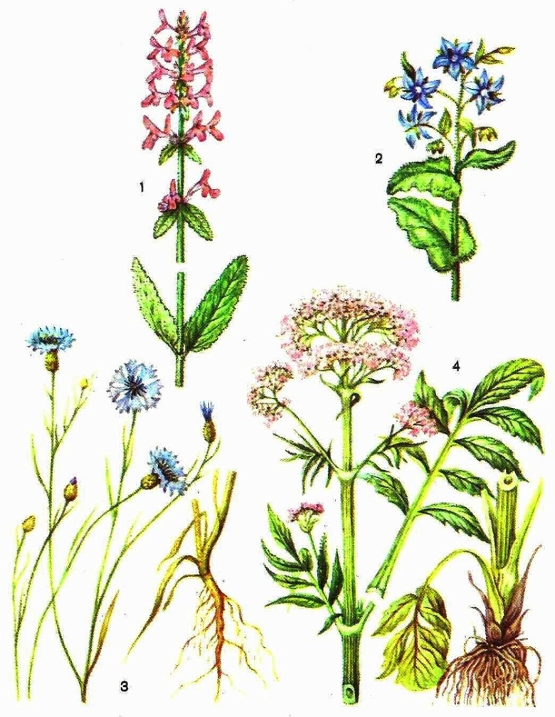 Лекарственное растение рисунок