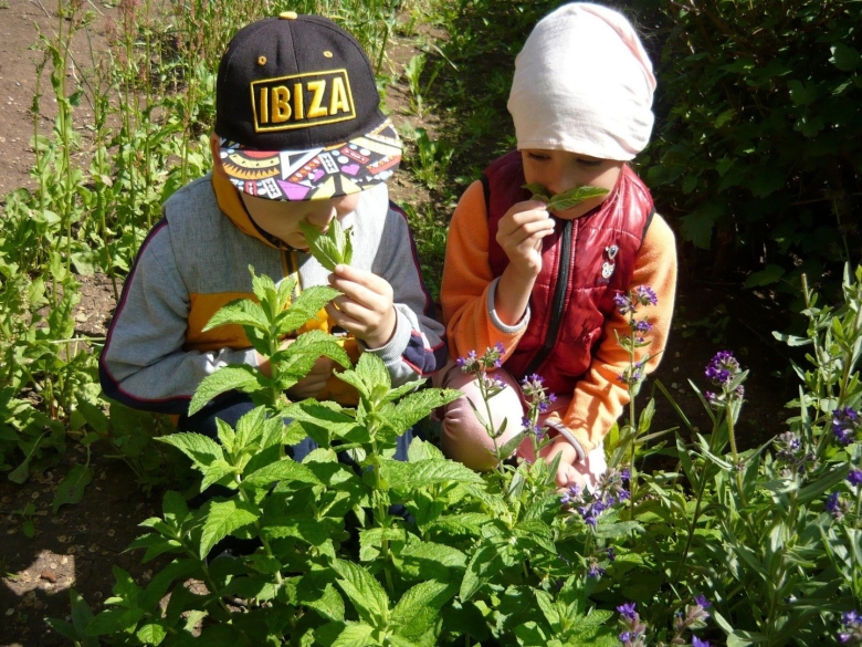 Лекарственные растения для детей