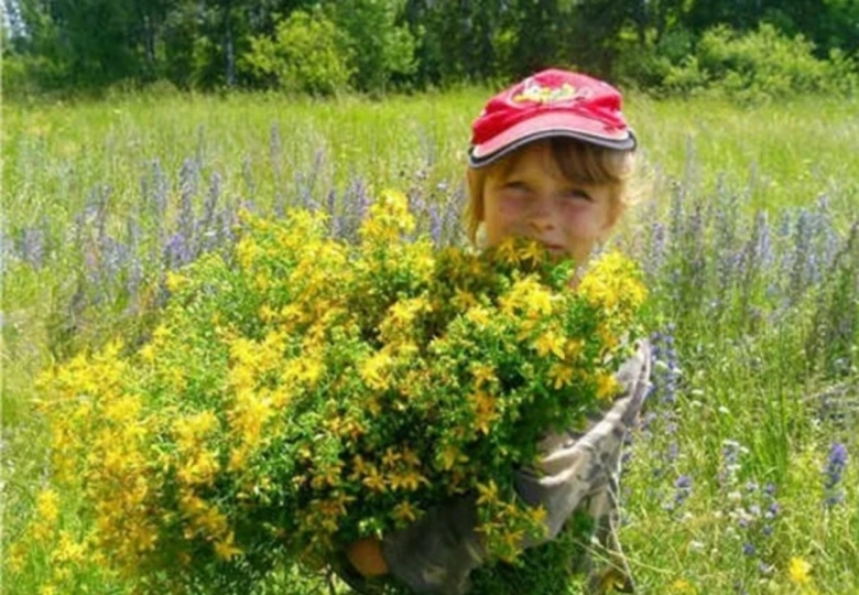 Зверобой Луговой