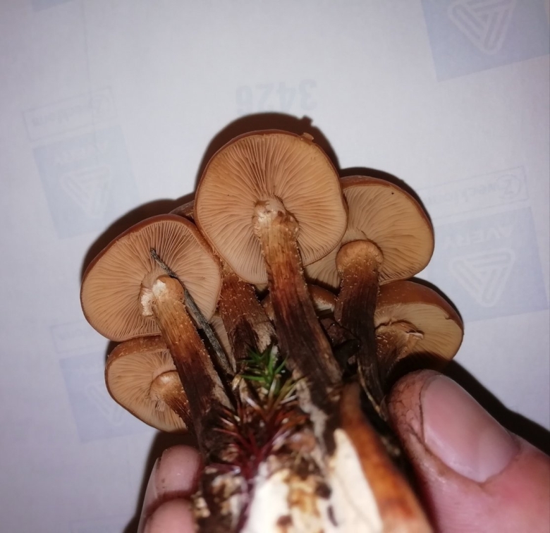 Опята темно коричневые на высокой ноге