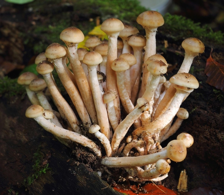 Armillaria mellea