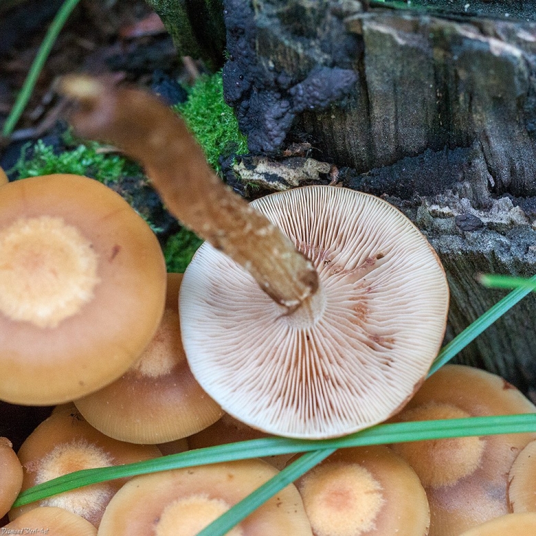 Опята летние ложные