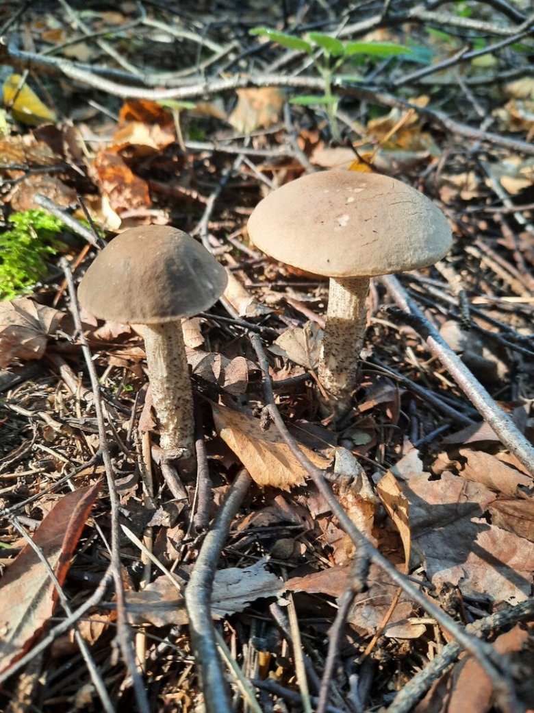 Опята весенние с темной ножкой