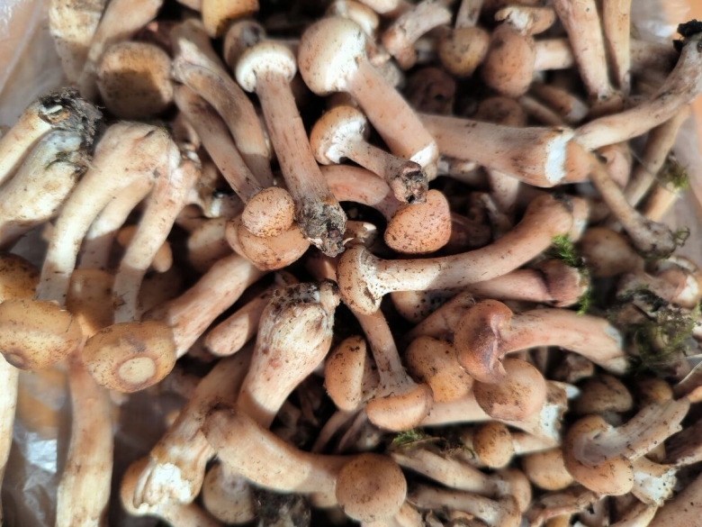 Черные опята