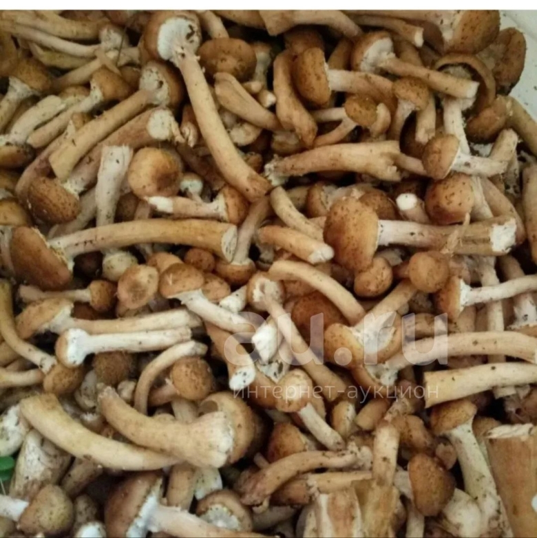 Опята с толстой ножкой