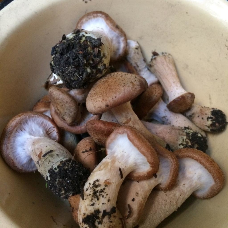 Опенок темный Armillaria ostoyae