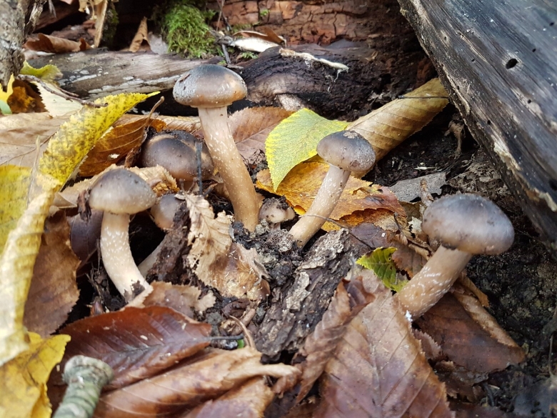 Зимние опята Краснодарский край