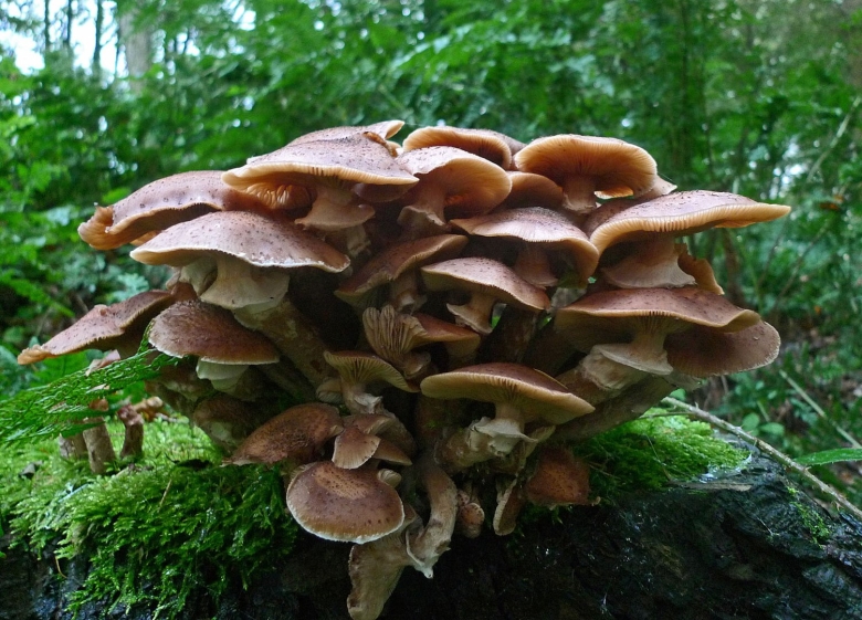 Опенок темный Armillaria ostoyae