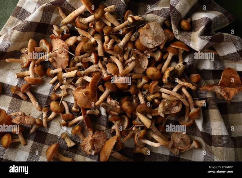 Опята осенние с темной шляпкой