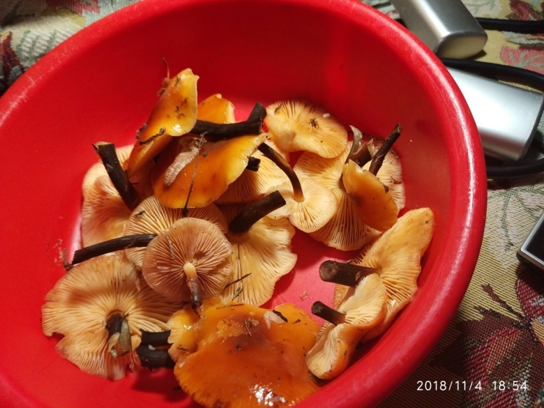 Опята с черной ножкой