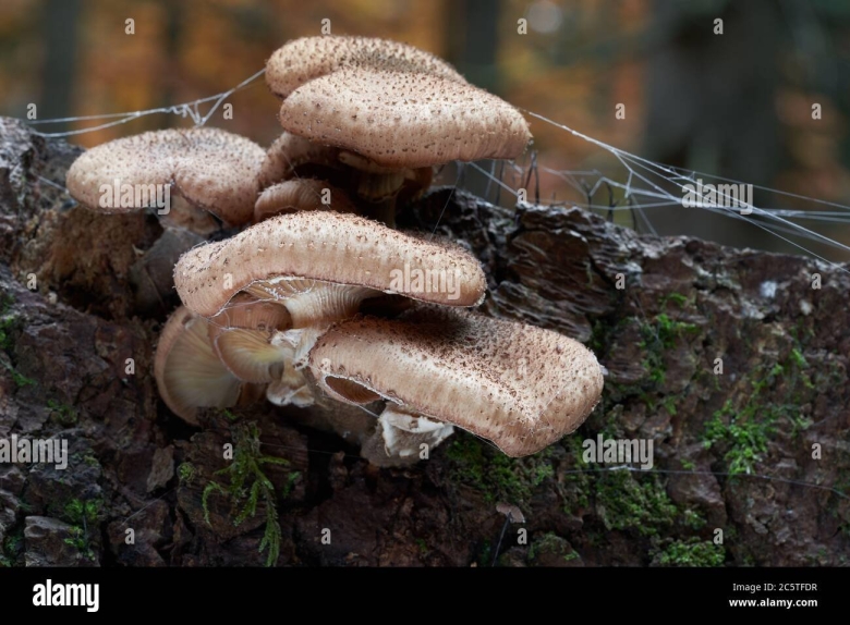 Опёнок тёмный самый большой