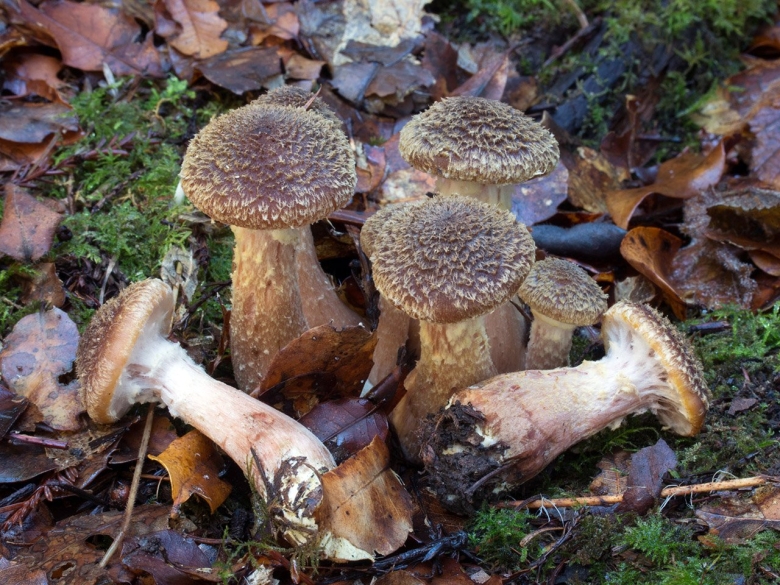 Опенок горчичный Armillaria sinapina
