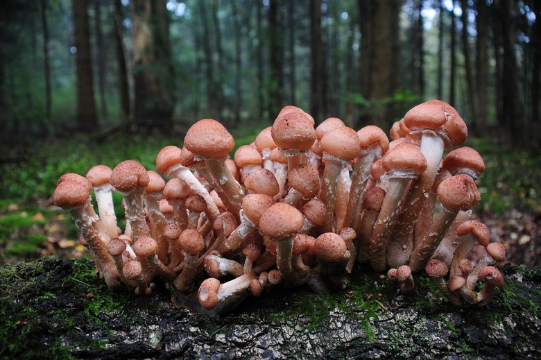 Опенок темный armillaria ostoyae