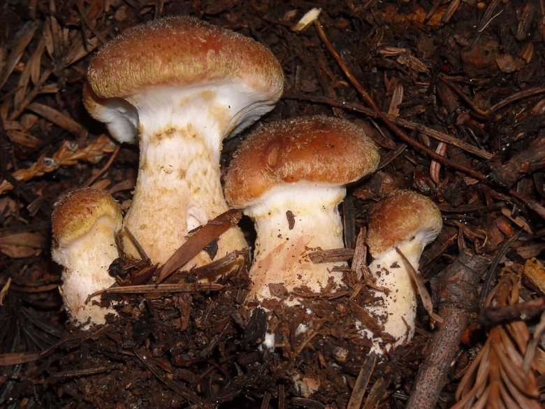 Опенок горчичный Armillaria sinapina