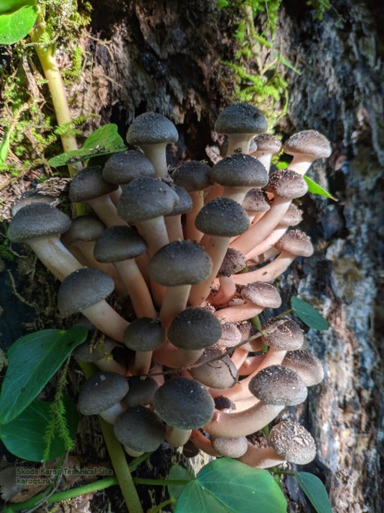 Зимние опята в Сочи