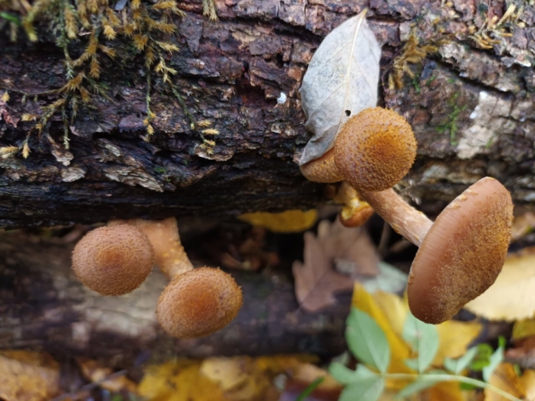 Опята желтые с коричневой ножкой фото как отличить