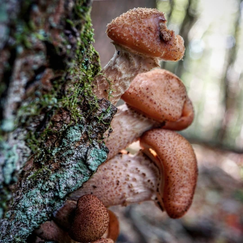 Опёнок толстоногий