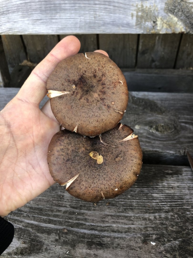 Грибница опенка темного