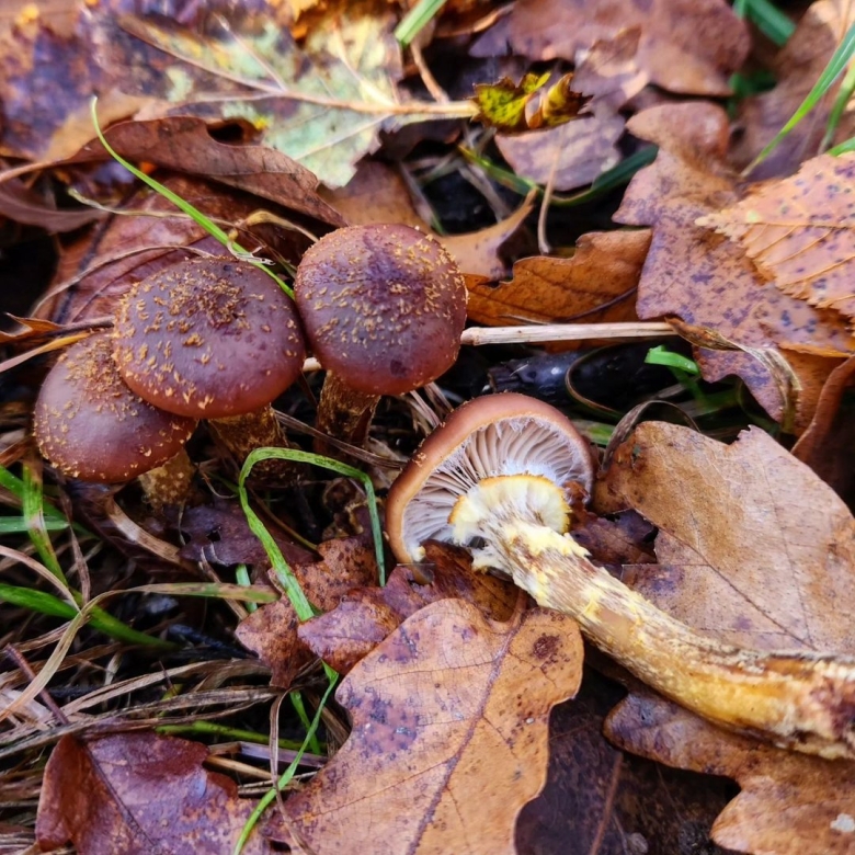 Паутинник триумфальный двойники