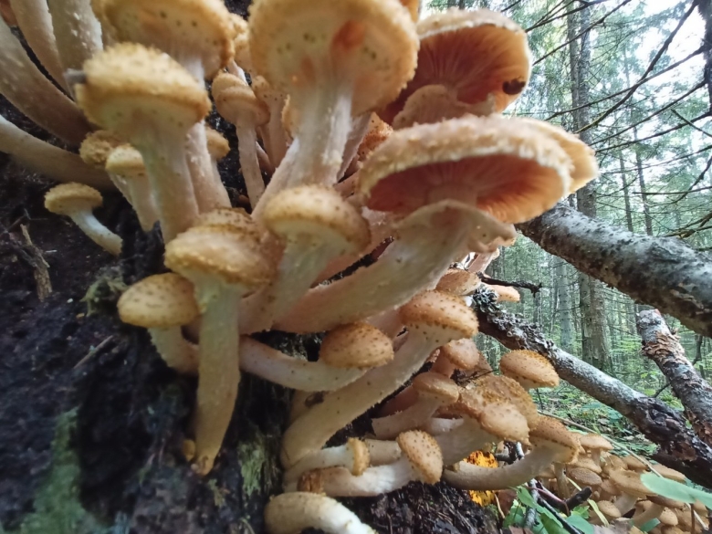 Опенок осенний светится