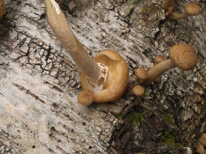 Съедобные опята