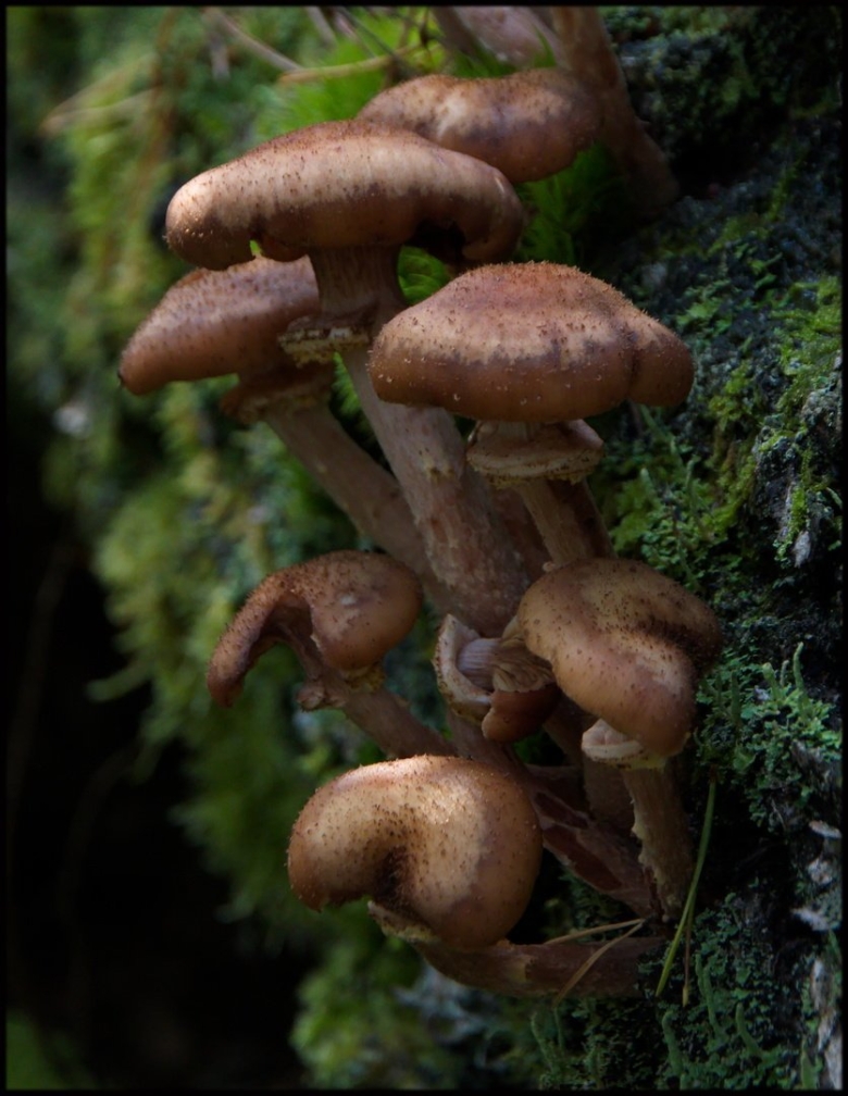 Опята Сибирские