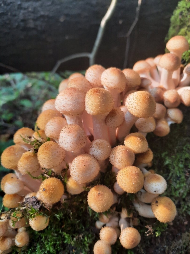 Опёнок тёмный Орегон