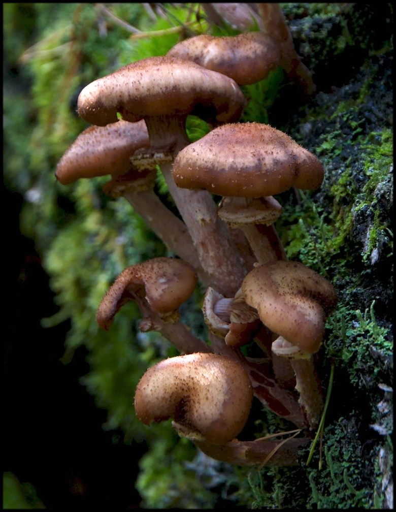 Еловые опята