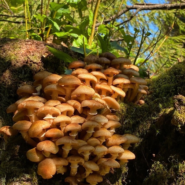 Гриб опенок темный