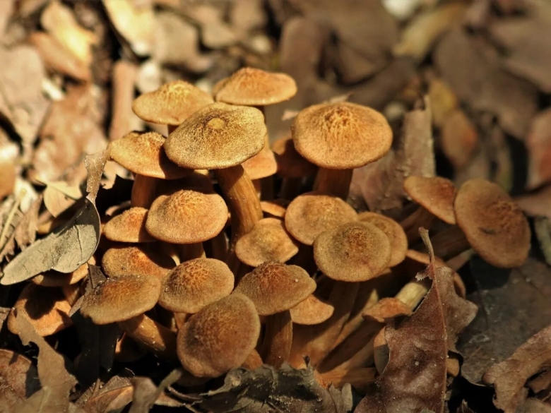 Опёнок осенний медовый