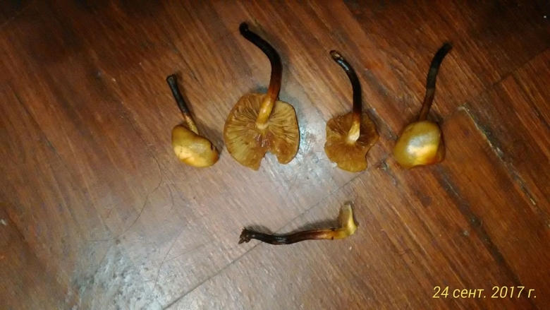 Ложная опята