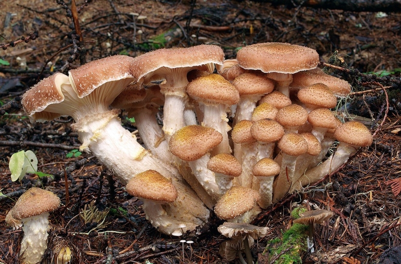 Грибница опенка темного