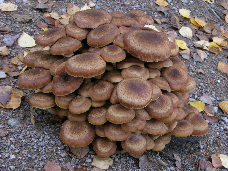 Опята осенние коричневые