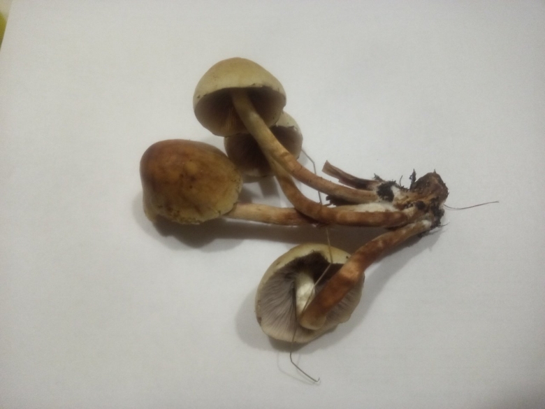 Гриб псилоцибе полуланцетовидная