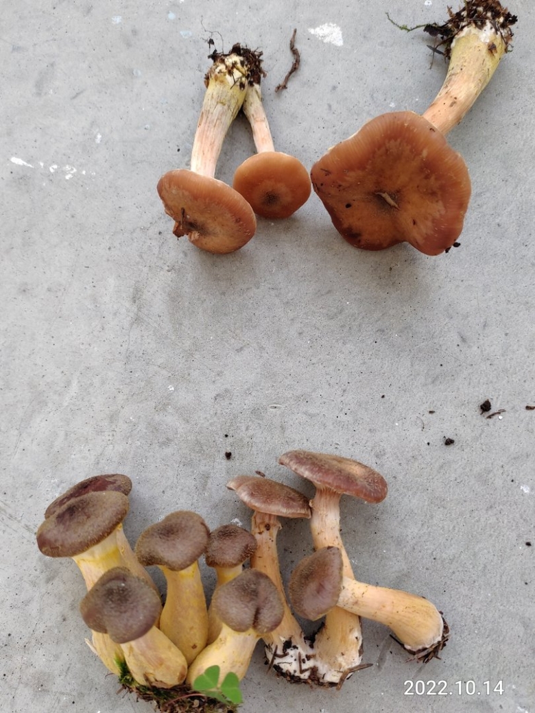 Грибница опенка темного