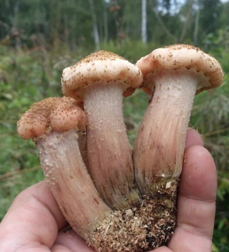 Опёнок осенний armillaria mellea