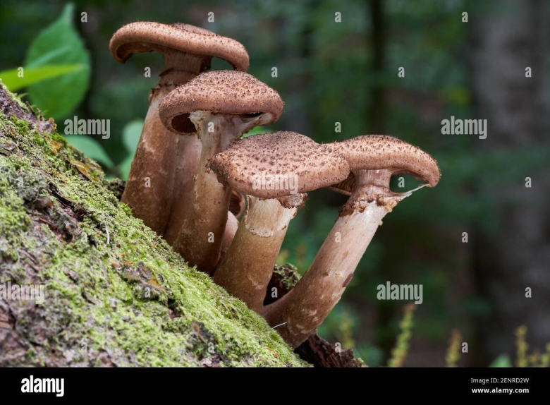 Опенок темный Armillaria ostoyae