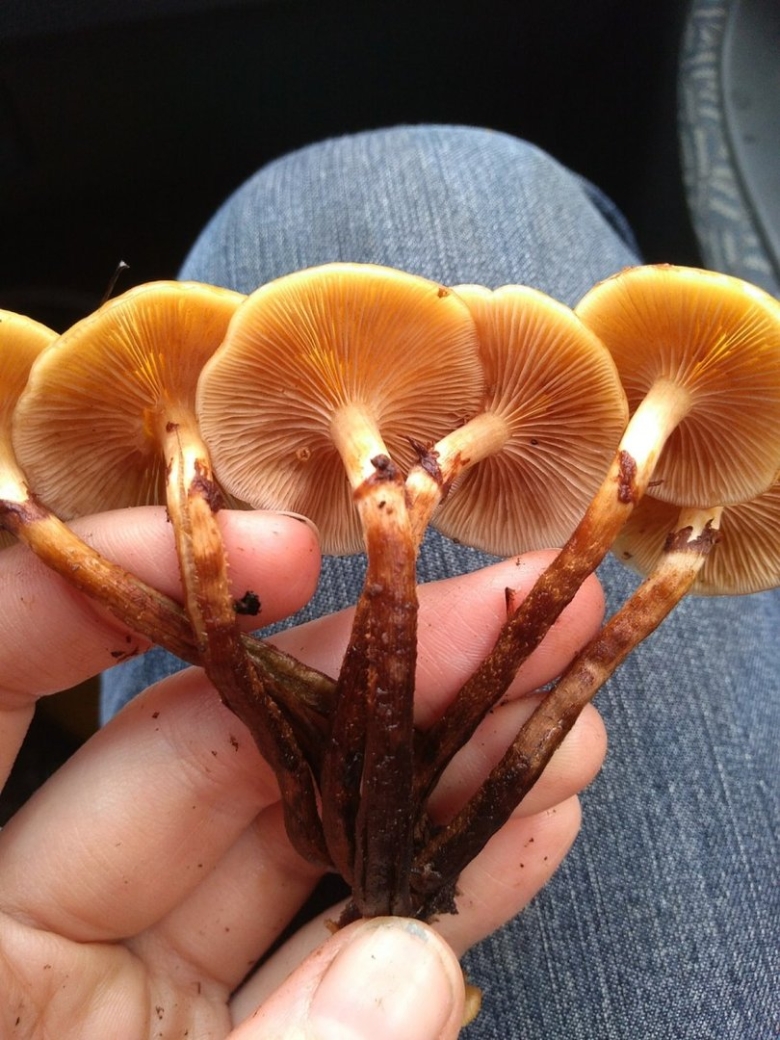 Ложноопёнок серопластинчатый