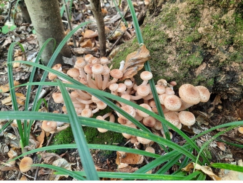 Опёнок тёмный Орегон