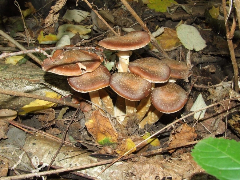 Грибница опенка темного
