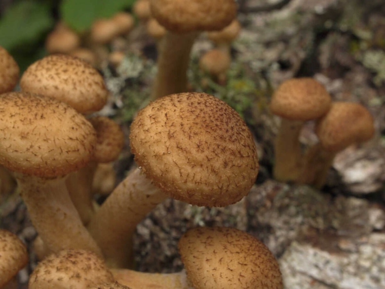 Гриб опёнок осенний